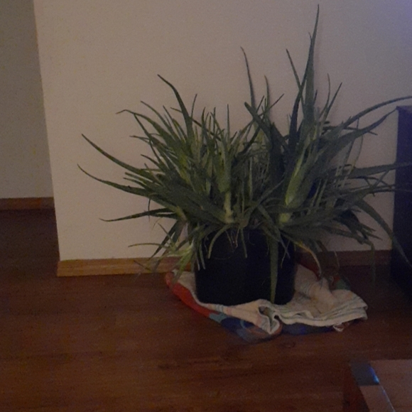 Aloe vera - Picture 2 of 3